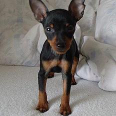 Dvaergpinscher Rødkildes Shorty