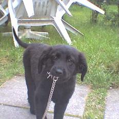 Labrador retriever cosmo