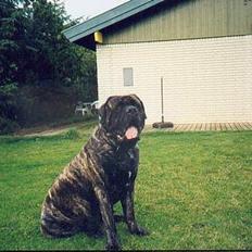 Mastiff Angus