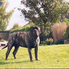 Mastiff Angus