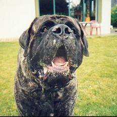 Mastiff Angus