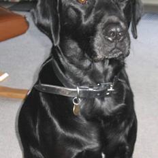 Labrador retriever Rollo