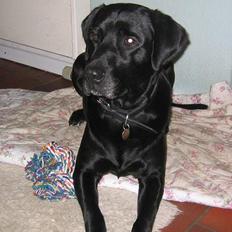 Labrador retriever Rollo