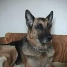 Schæferhund Tinka(Død)