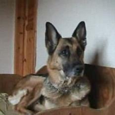 Schæferhund Tinka(Død)