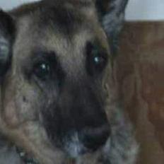 Schæferhund Tinka(Død)