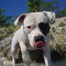 Amerikansk bulldog JASON R.I.P 4/4-14