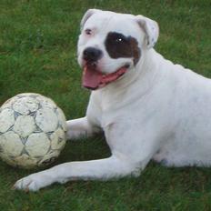 Amerikansk bulldog JASON R.I.P 4/4-14