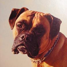 Boxer Mads **DØd**