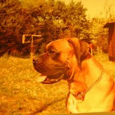 Boxer Mads **DØd**