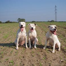 Amerikansk bulldog JASON R.I.P 4/4-14