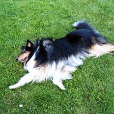 Collie langhåret Simba - sov sødt min skat!