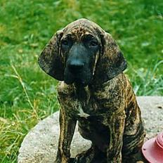 Fila brasileiro Garbosa De Los Tres Naran