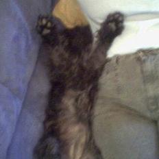 Dvaergschnauzer Sophie