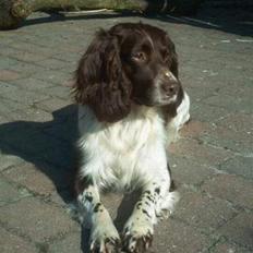 Engelsk springer spaniel Twister F.T. "R.I.P"