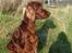 Irsk setter Apollo - vores engel 