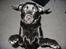 Labrador retriever Berta - hopper lige en tur gennem stuen:O)