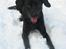 Labrador retriever Berta - elsker sne...
