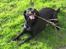 Labrador retriever Berta - umm.. der er nu ikke noget som en go gren...