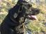 Labrador retriever Berta