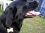 Labrador retriever Berta - Dette billede er taget i 2007 - her er jeg 5år gammel. og på camping...