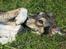 Blanding af racer La`Fontaine`s Miss Fluffy - Jeg gemmer mig!!!