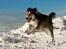 Blanding af racer La`Fontaine`s Miss Fluffy - Tosafoto