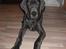 Grand danois Balou - balou som 5 mdr hvalp