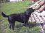 Labrador retriever Buddy - Ja.... hvordan kommer man nu derop?