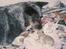Australsk cattledog Dinky