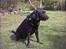 Labrador retriever Buddy - Mig i profil .... Når jeg sidder ned.. ligner jeg ikke bare en typisk labbe nu?