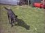 Labrador retriever Buddy - Galop lille vuffer =)