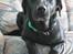 Labrador retriever Dundee