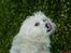Coton de tulear *~Tut~*