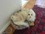 Coton de tulear *~Tut~*