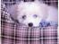 Coton de tulear *~Tut~*