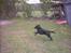 Labrador retriever Buddy - Hopla, mindsandten om jeg ikke snart letter?