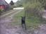 Labrador retriever Buddy - Helte hunden!!!