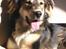 Blanding af racer La`Fontaine`s Miss Fluffy - Jeg nyder lige solen. 21/3-06