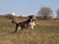 Blanding af racer La`Fontaine`s Miss Fluffy - Frøken Fluff april 09 taget af Jeanette.