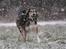 Blanding af racer La`Fontaine`s Miss Fluffy - Fluffy i snestorm 3/1-09