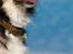 Blanding af racer La`Fontaine`s Miss Fluffy - Tosafoto