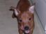Dvaergpinscher Exigor's Enzo in Red