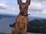 Dvaergpinscher Exigor's Enzo in Red