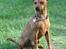Dvaergpinscher Exigor's Enzo in Red