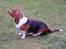 Basset hound Holger - Jeg HAR sat mig!