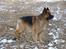 Schæferhund Lille Noller Mad Max - Hvad laver morfar? 2. marts 2006