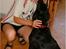Labrador retriever           (formel1)Vikki  - p og vikk, p er min bedst ven