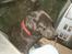 Labrador retriever           (formel1)Vikki  - min hund i tarktoren....... (new hallond 8340)