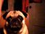 Mops Albert